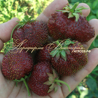 Клубника МАРЫШКА (КРУПНОМЕР! ОГРОМНЫЙ КУСТ, УРОЖАЙ В ГОД ПОСАДКИ) Клубника МАРЫШКА (КРУПНОМЕР! ОГРОМНЫЙ КУСТ, УРОЖАЙ В ГОД ПОСАДКИ)